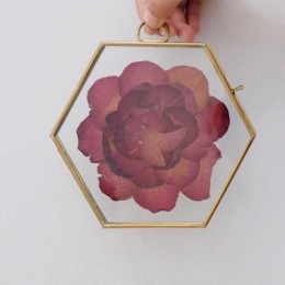 Rose-Flower-Only