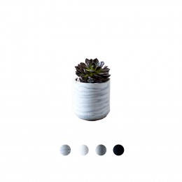 Cassa-Cactus-Pot-D8-Basic