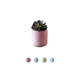 Cassa-Cactus-Pot-D8-Colour